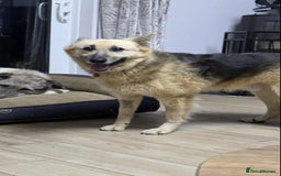 Mixed Breed dogs for adoption: GUS - The gentleman - Image 3