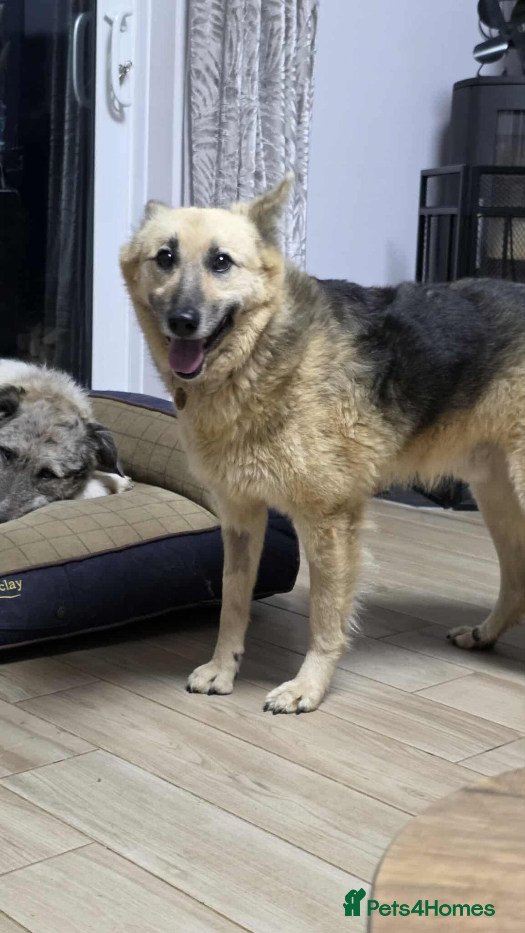 Mixed Breed dogs for adoption: GUS - The gentleman - Image 3