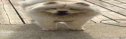 Chow Chow dogs for sale: Chow chow male  - Advert 3