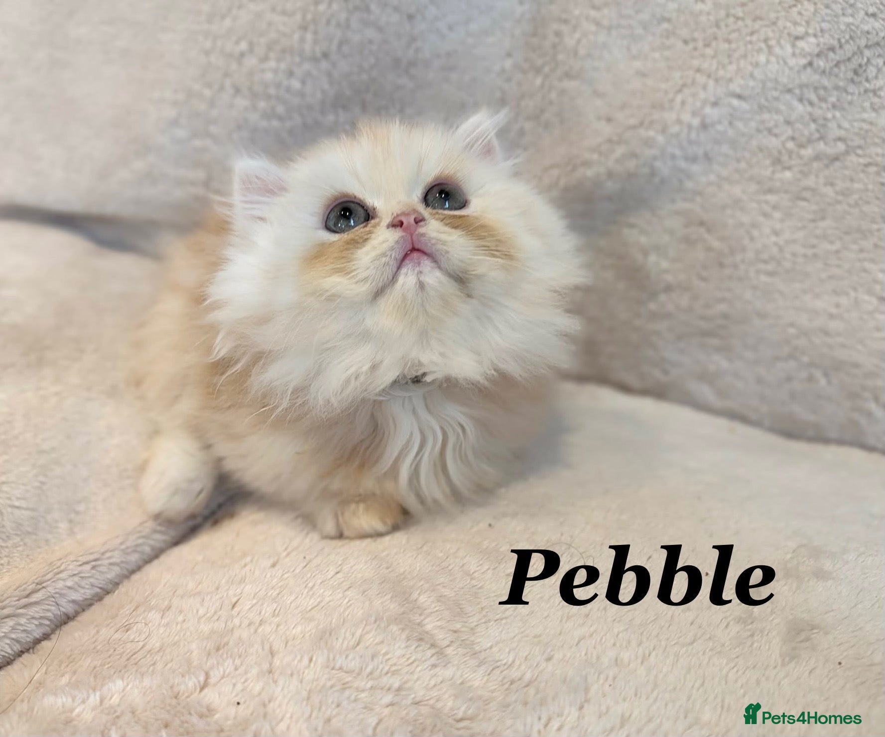 Persian cats *Last One* Beautiful Pure Persian Kittens - Advert 12