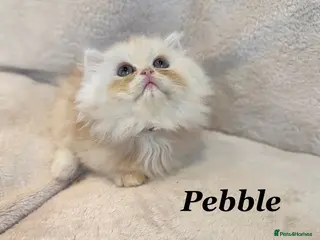 Persian cats *Last One* Beautiful Pure Persian Kittens - Advert 12