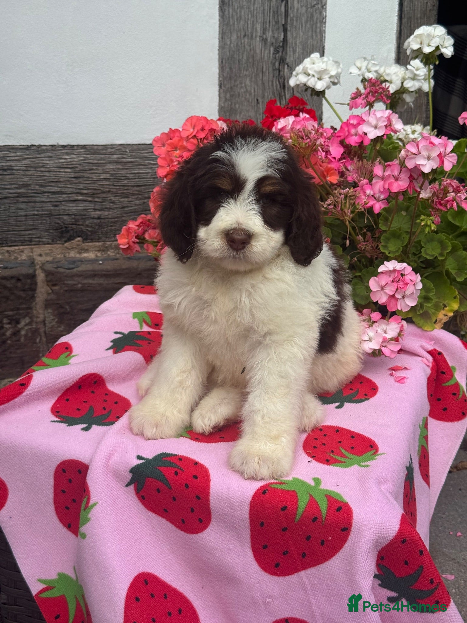 Bernedoodle dogs 1 medium size bernedoodle puppies boys - Advert 2