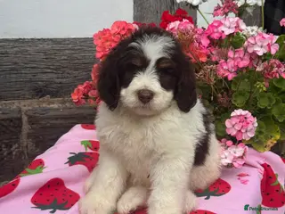 Bernedoodle dogs 1 medium size bernedoodle puppies boys - Advert 2