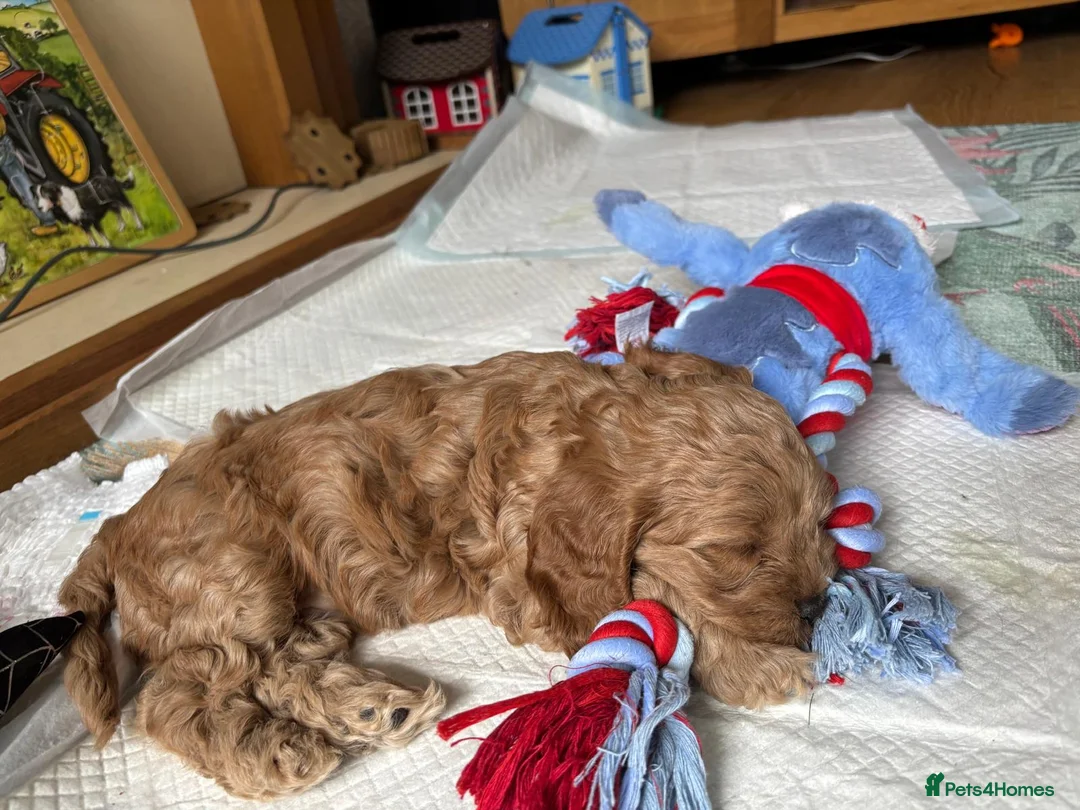 Cockapoo dogs for sale: Gorgeous Cockalier/Toy poodle pups - Advert 10
