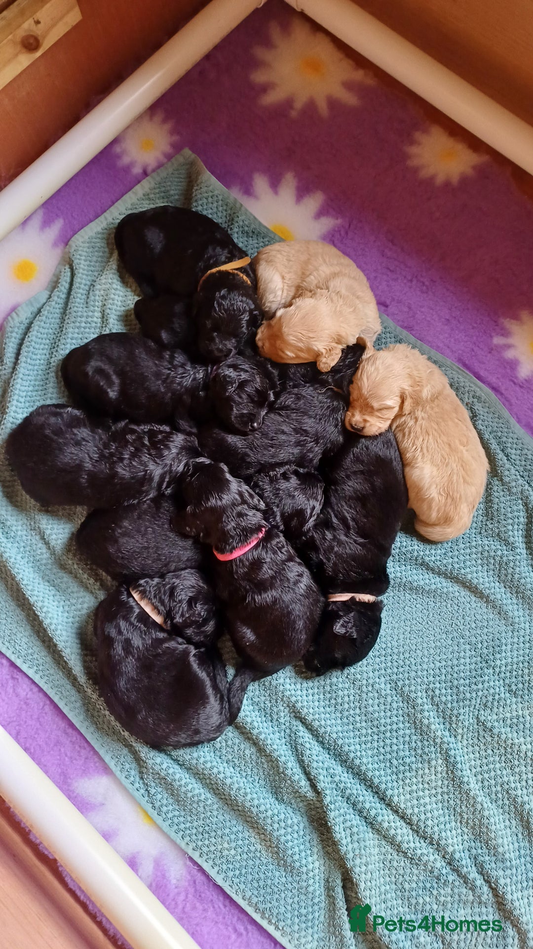 Goldendoodle dogs for sale: Goldendoodles. Family pets - Advert 13