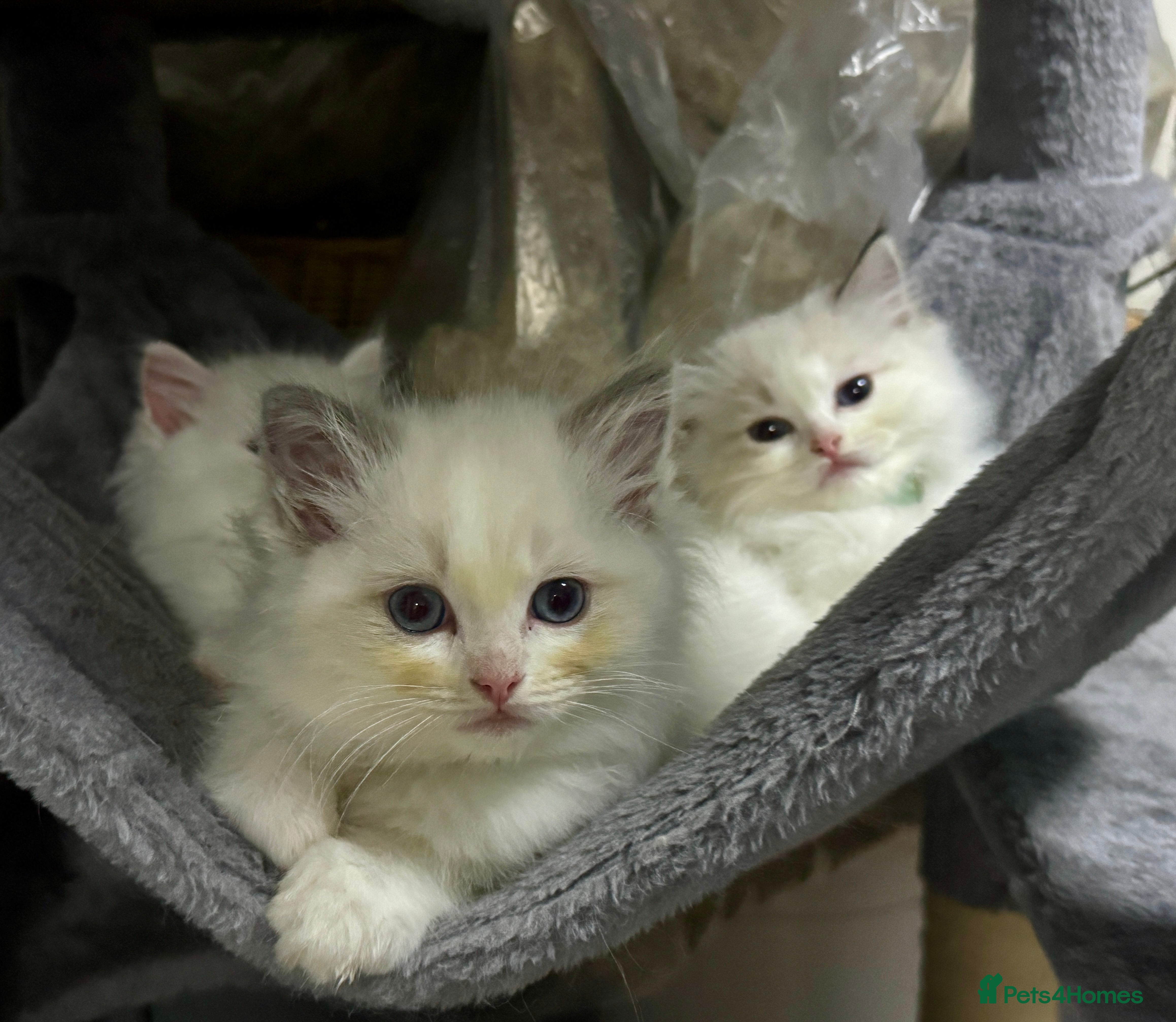 Ragdoll cats Pure Ragdoll kittens, ready now  - Advert 1