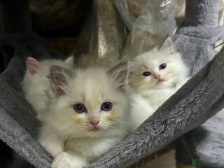 Ragdoll cats Pure Ragdoll kittens, ready now - Advert 1