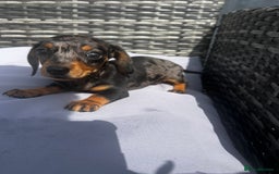 Miniature Dachshund dogs for sale: Miniature dachshund reddy for new homes - Image 9