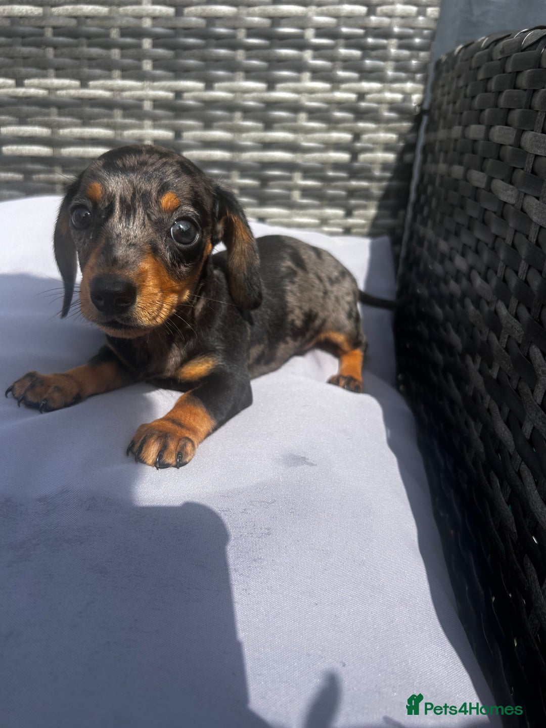Miniature Dachshund dogs for sale: Miniature dachshund reddy for new homes - Image 9