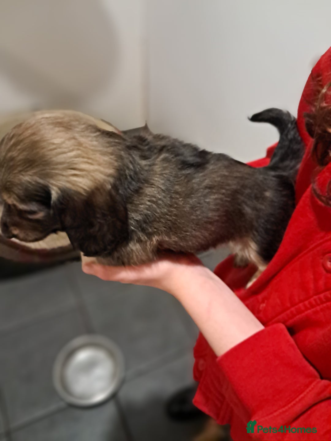 Miniature Dachshund dogs for sale: Minature long haired daschunds  - Advert 7