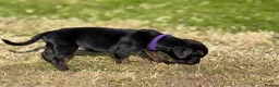 Mixed Breed dogs for sale: Staffy cross Spreagle - Advert 18