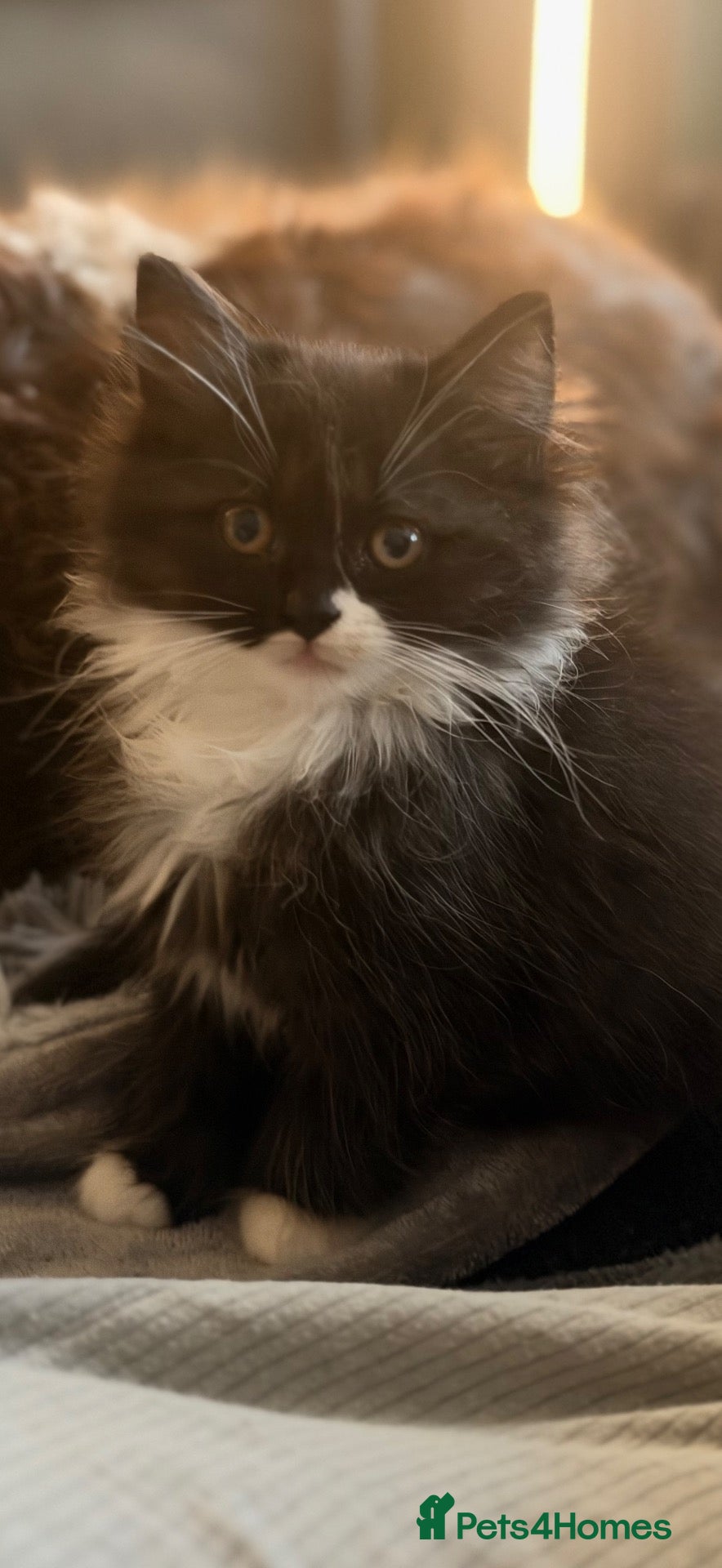 British Longhair cats Stunning British long hair LAST MALE LEFT - Advert 9