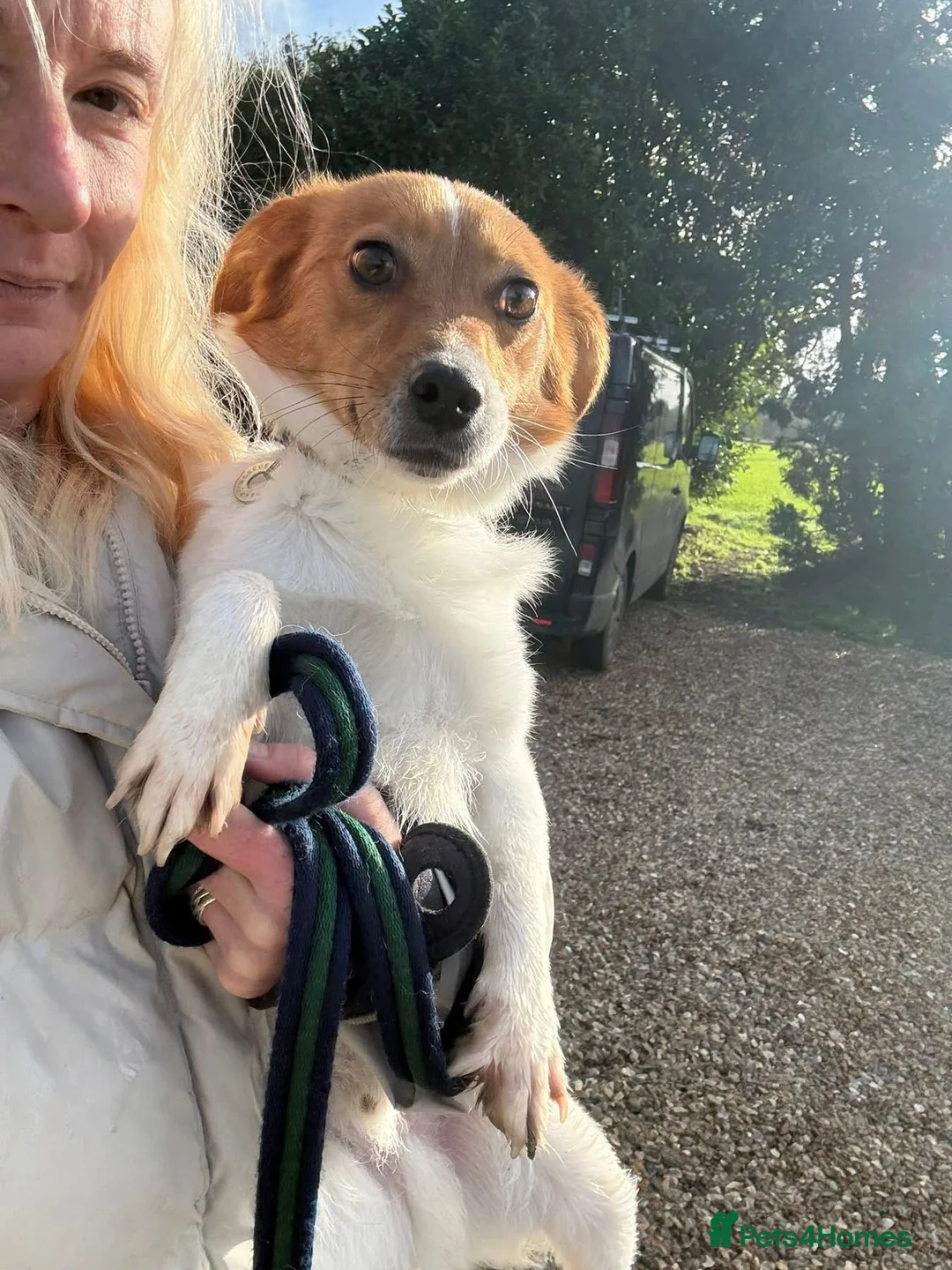 Mixed Breed dogs for adoption: Salt - Norwich Norfolk  - Advert 2