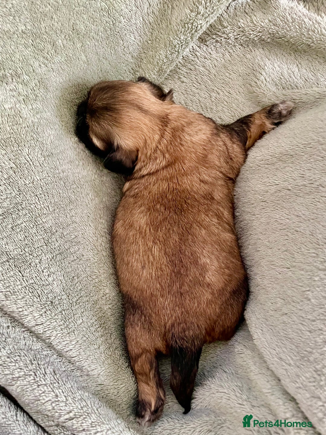 Shih Tzu dogs for sale: Adorable Imperial Shih Tzu Puppies - Image 21