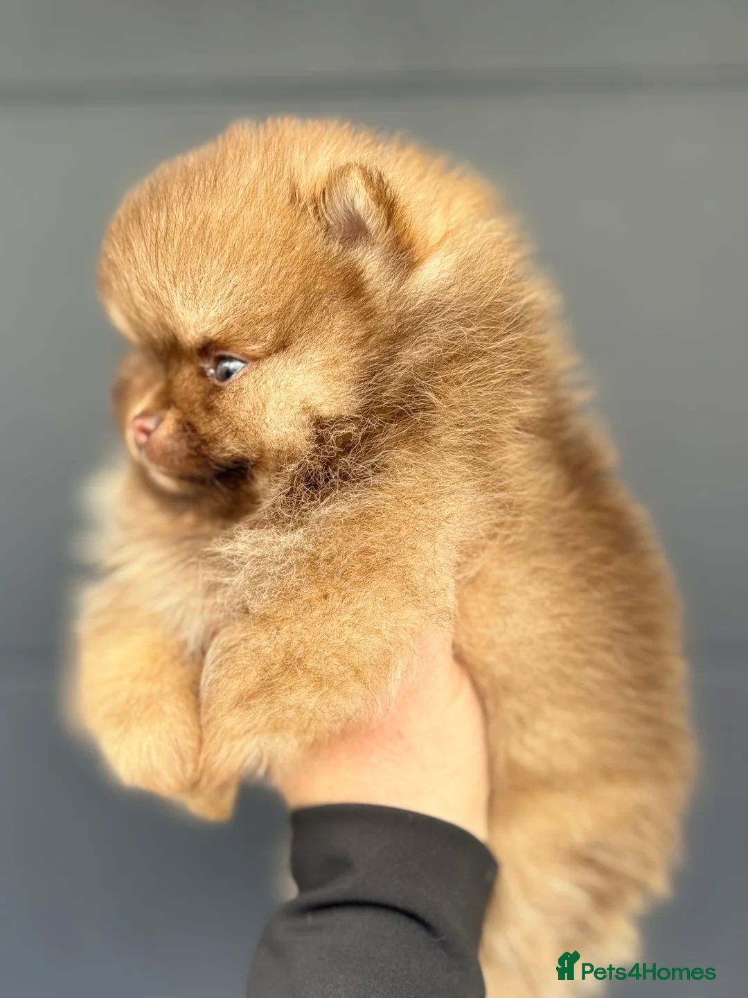 Pomeranian dogs for sale: True type Pomeranian puppy’s KC 🐾🤎🥰🤩🐾 - Advert 15