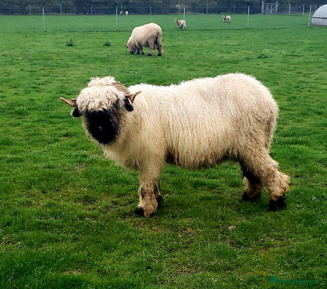 Sheep livestock for sale: Valais blacknose starter flock pedigree plus other - Image 9