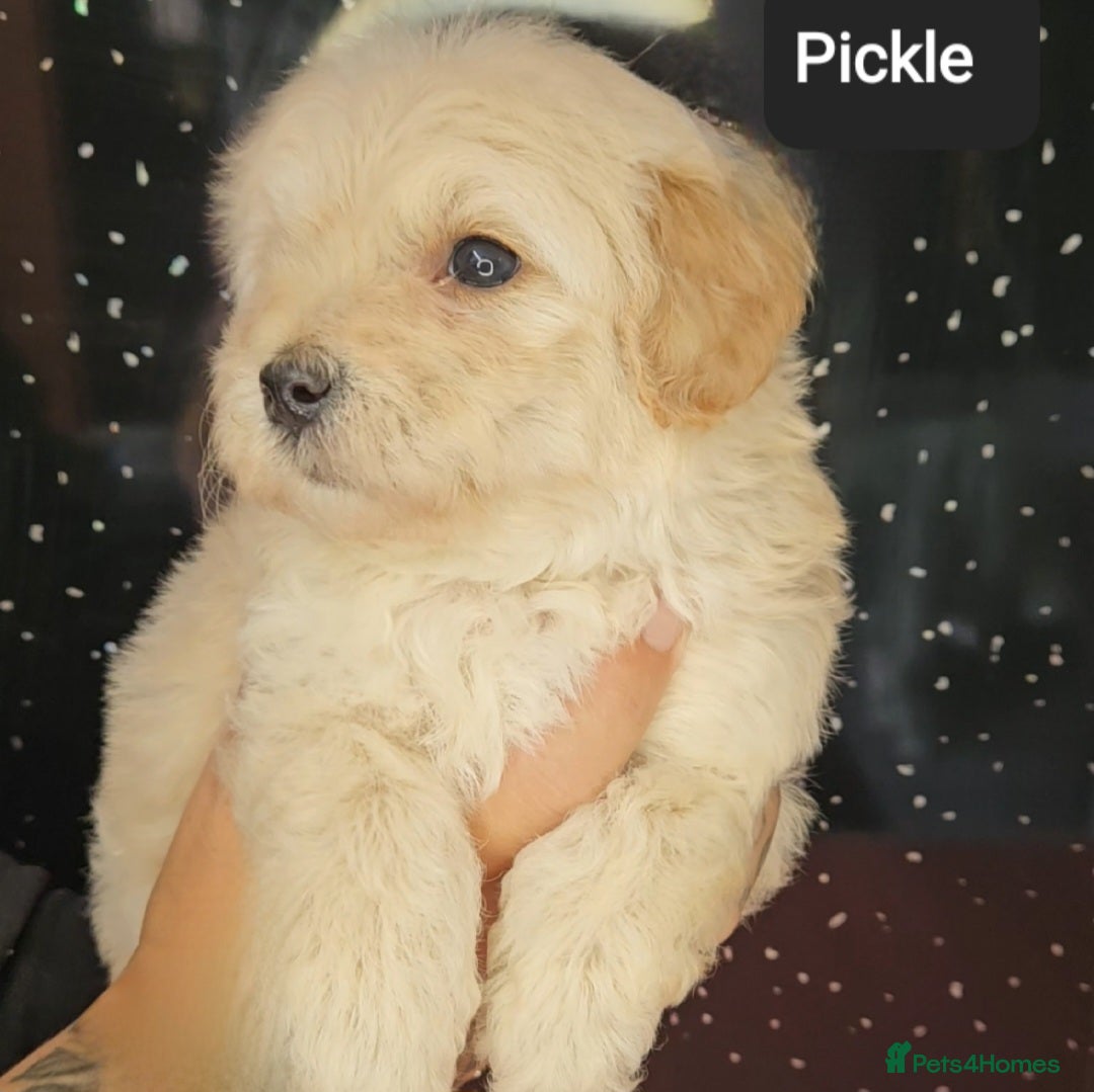 Maltipoo dogs for sale: Quality Champion Apricot Teddy toy Maltipoo's 🧸 - Image 26