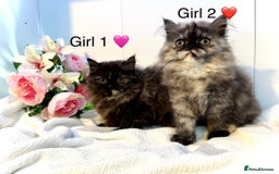 Persian cats for sale: Persian kittens - Image 13