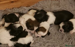 Mixed Breed dogs for sale: Shishon cross japanese chin  - Image 9