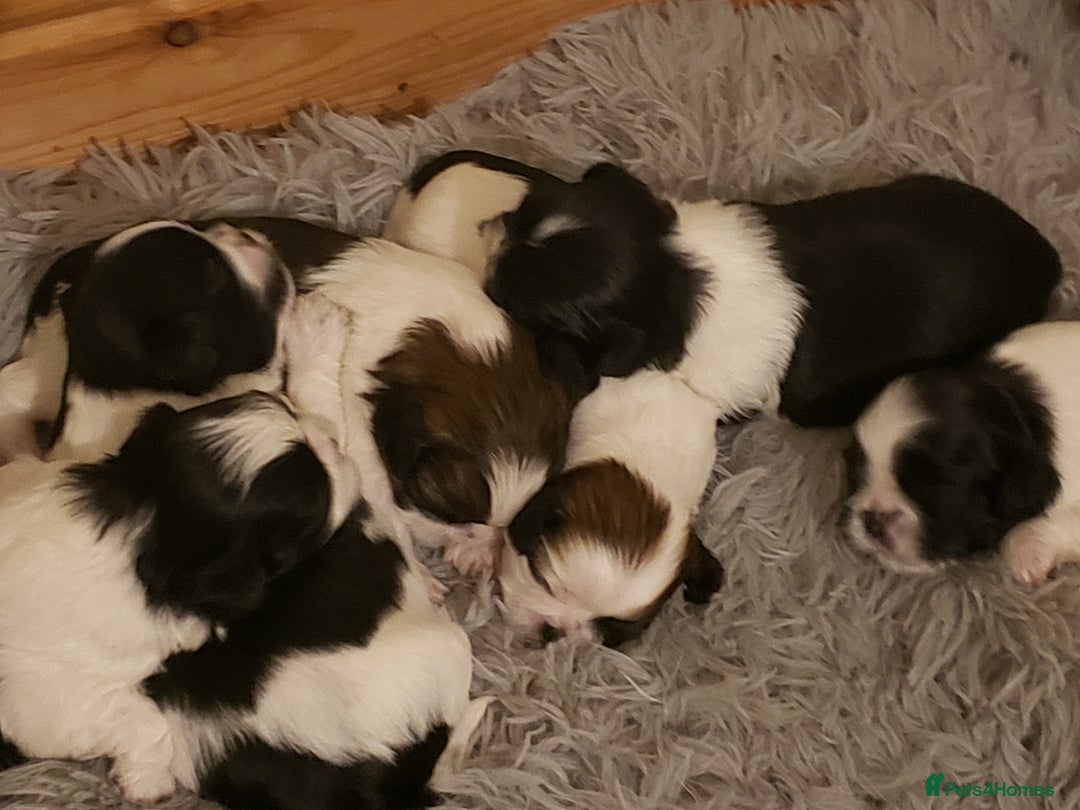 Mixed Breed dogs for sale: Shishon cross japanese chin  - Image 9