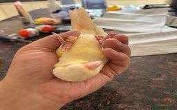 Conures birds for sale: Hand Reared Tame baby conures  - Image 1