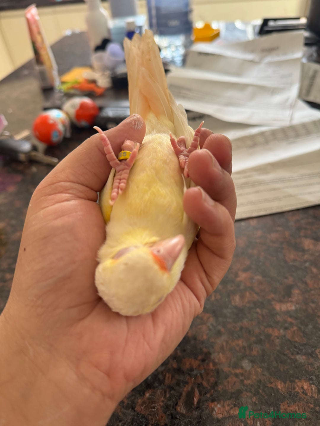 Conures birds for sale: Hand Reared Tame baby conures  - Image 1