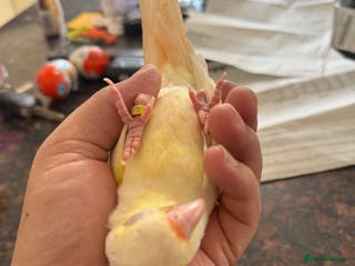 Conures birds Hand Reared Tame baby conures - Advert 5