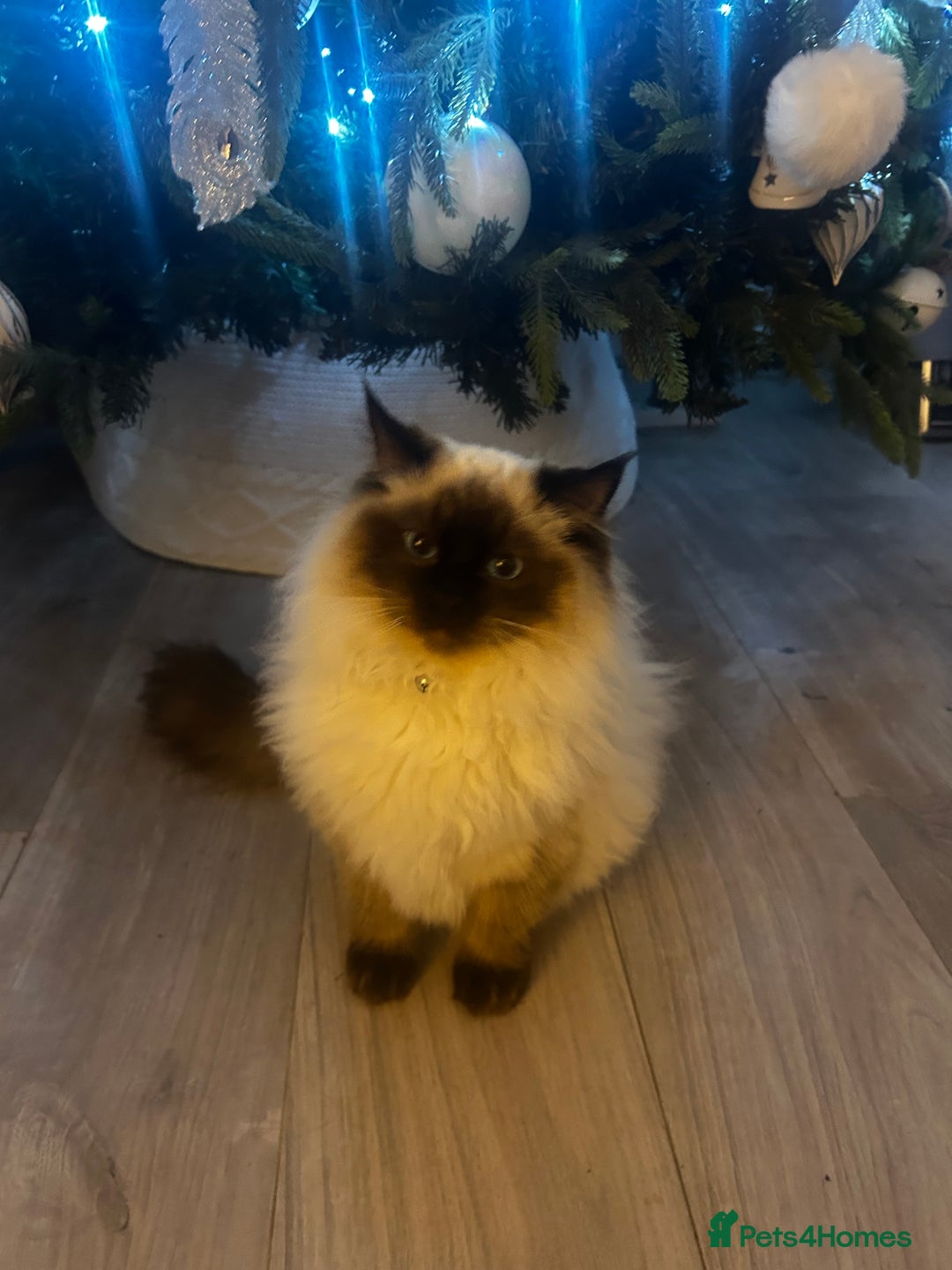 Ragdoll cats for sale: Male Ragdoll boy ready now - Advert 2