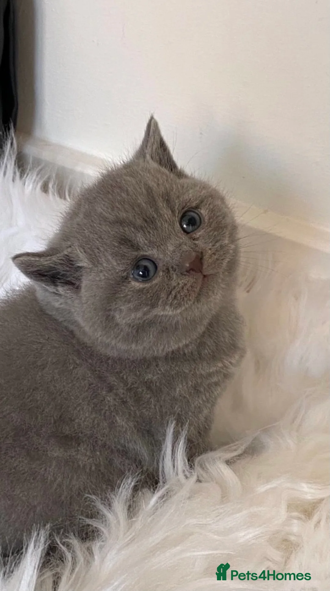 British Shorthair cats for stud: 💙 Blue Fawn Cinnamon STUD EAST MIDLANDS 💙 in Derby - Advert 6