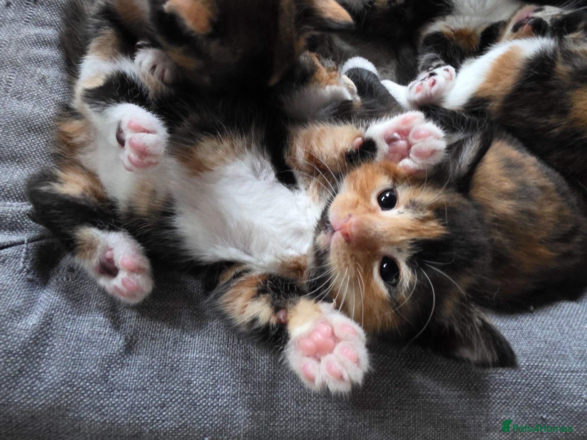 Mixed Breed cats Beautiful Kittens (Ready in 2 weeks) - Advert 1