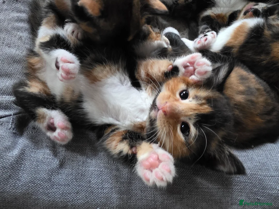 Mixed Breed cats for sale: Beautiful Kittens (Ready in 2 weeks) in Wakefield - Advert 1