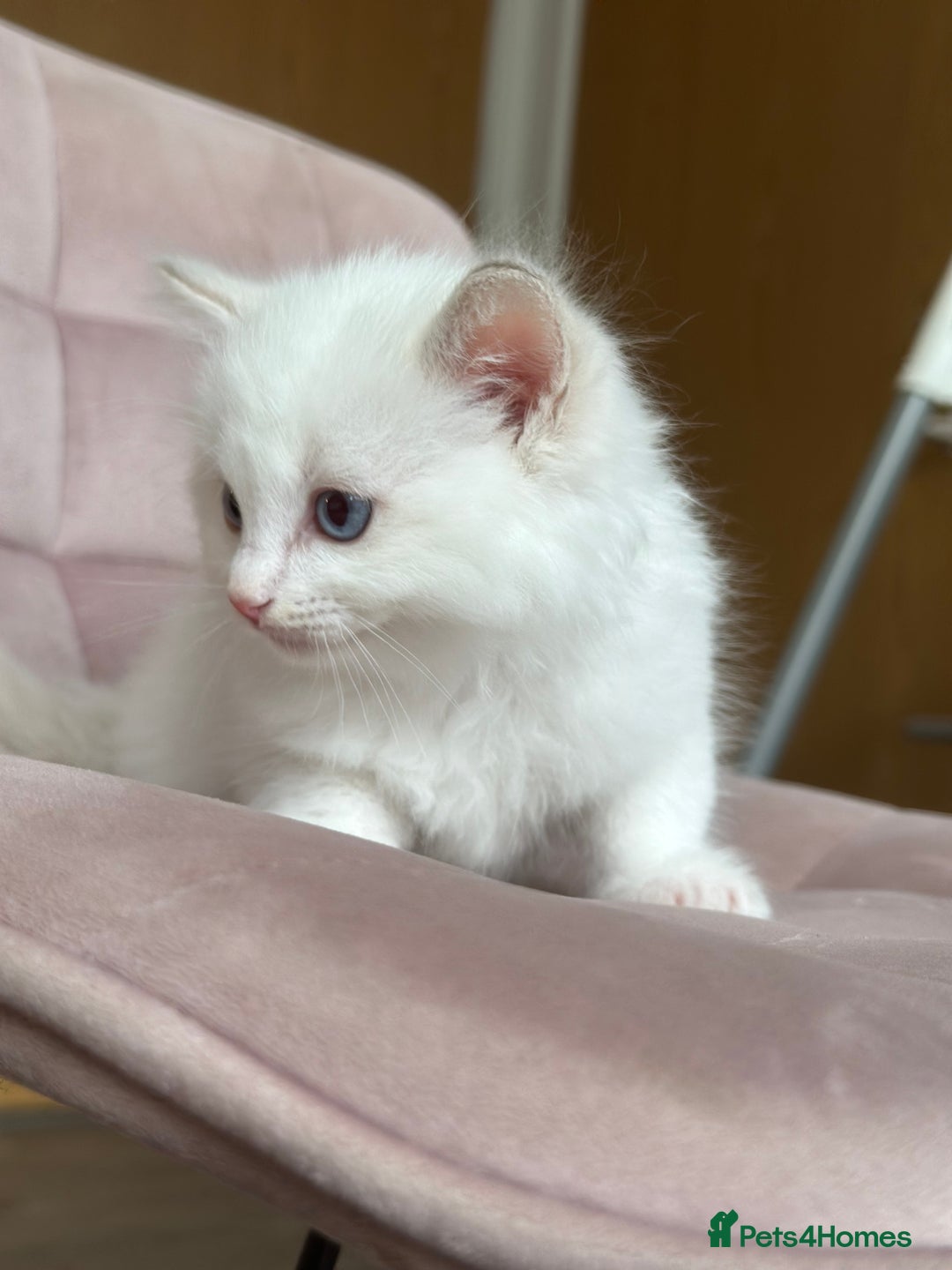 Ragdoll cats for sale: Gorgeous Balls Of Fluff 🥰😻🤗 - Image 4