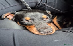 Rottweiler dogs for sale: Minnie for sale  - Image 8