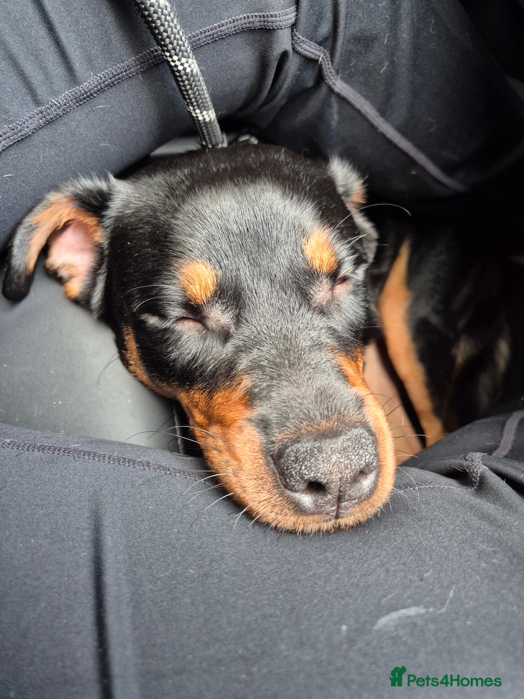 Rottweiler dogs for sale: Minnie for sale  - Image 8
