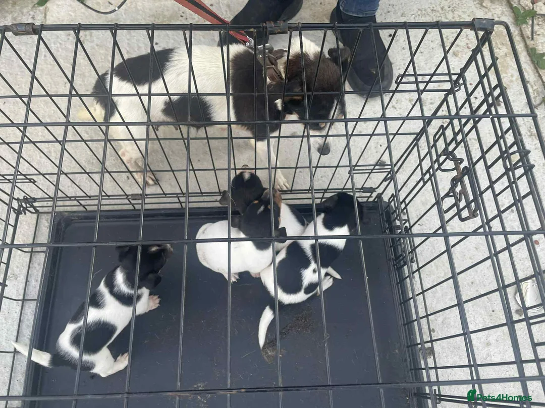 Jack Russell dogs for sale: Pure jack russel in Portsmouth - Advert 1