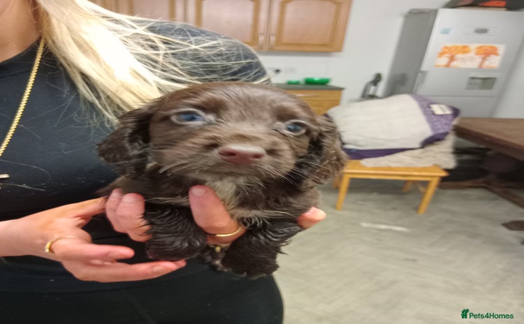 Cocker Spaniel dogs - Advert 1