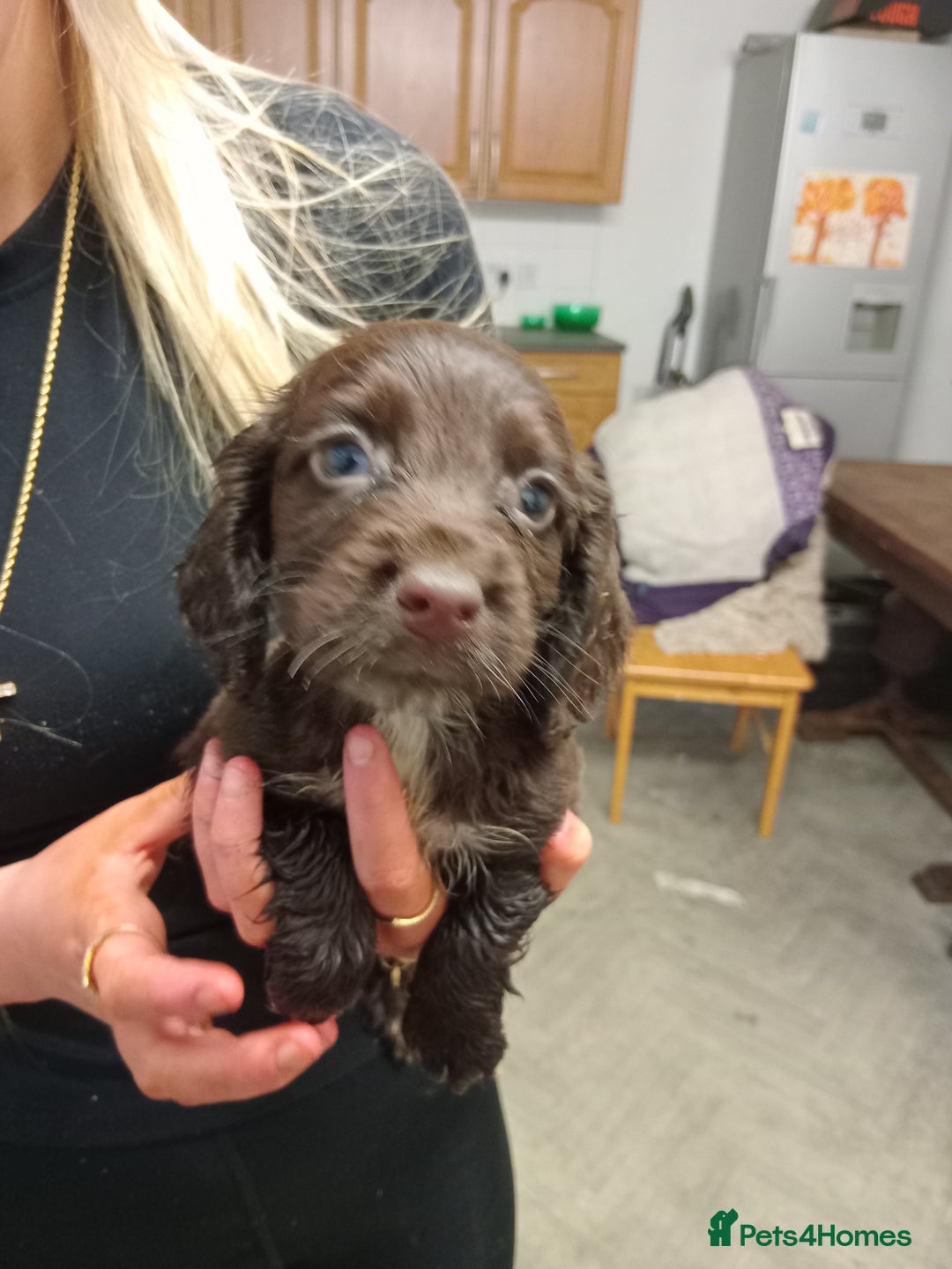 Cocker Spaniel dogs for sale: Cocker spaniel puppies  - Advert 1