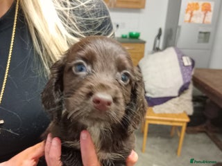 Cocker Spaniel dogs Cocker spaniel puppies - Advert 13