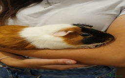 Guinea Pig rodents for sale: Male Guinea pig free to good home  - Image 1