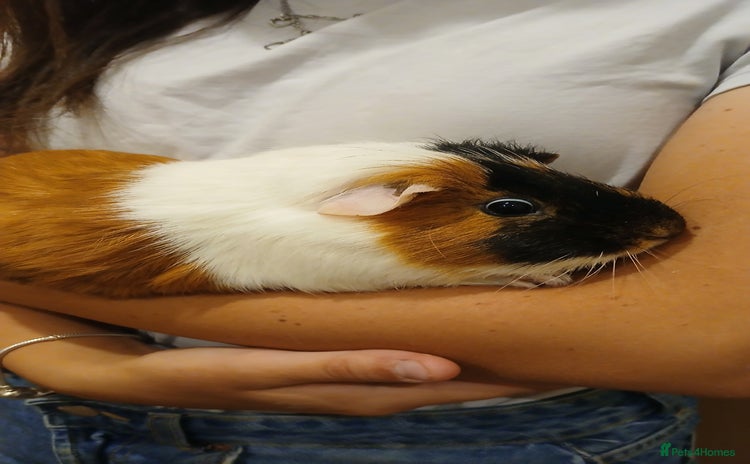 Guinea Pig rodents - Advert 9