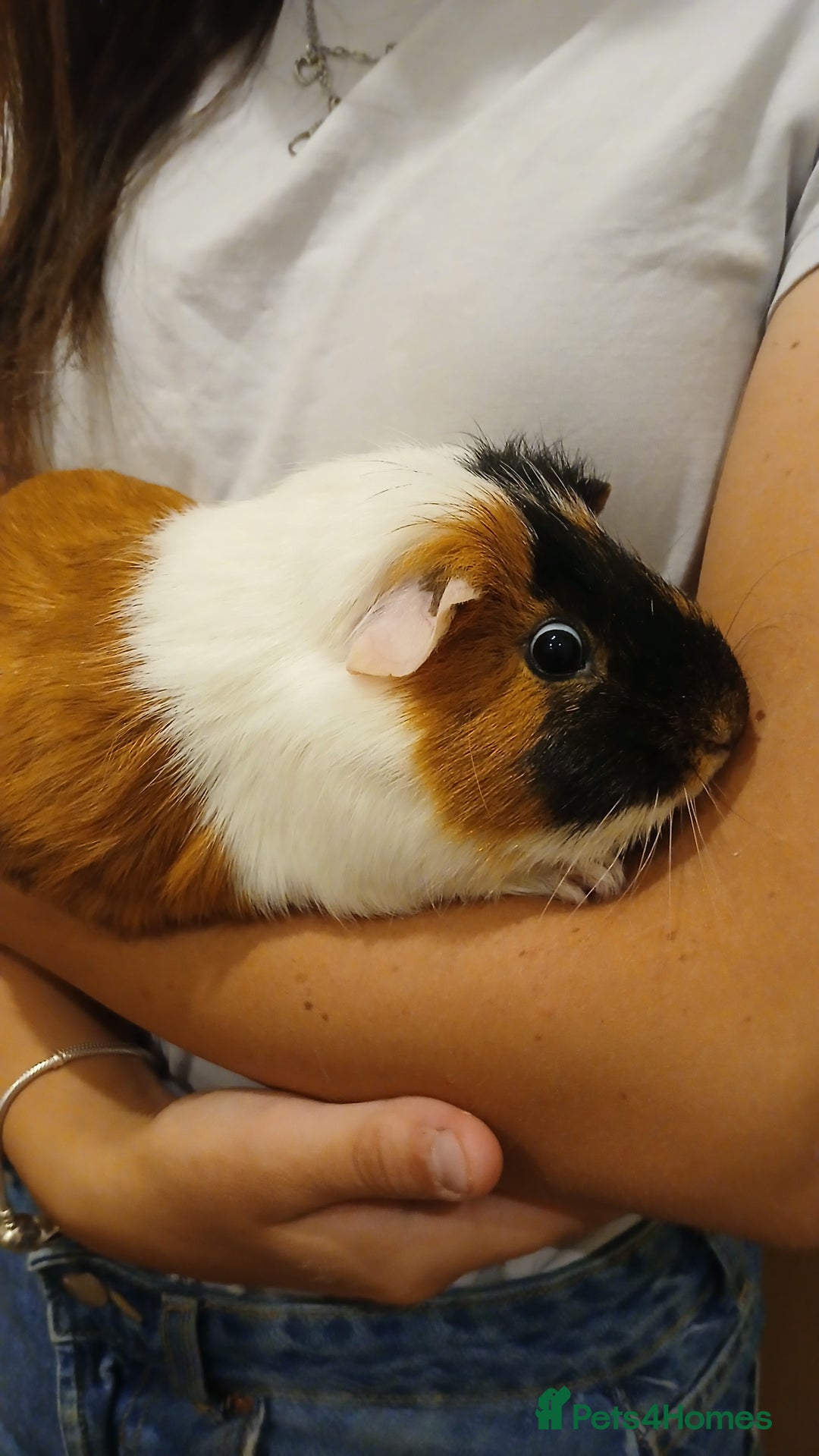 Guinea Pig rodents for sale: Male Guinea pig free to good home  - Image 1