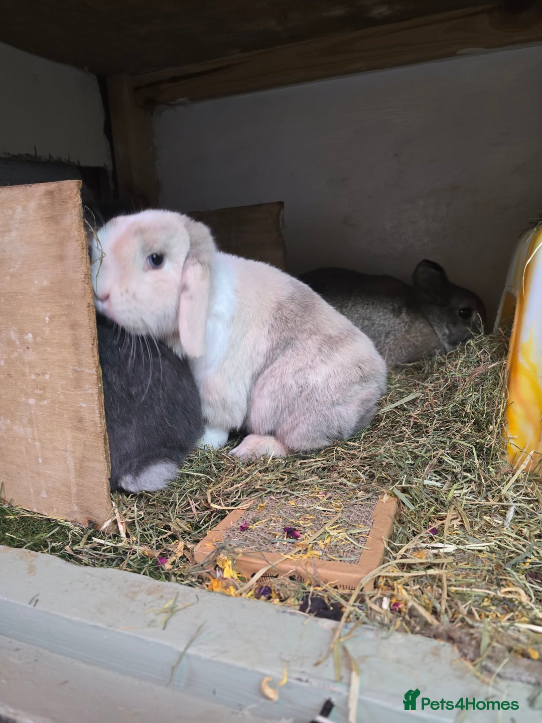 Mixed Breed rabbits for sale: Trio 1 male rabbit 2 girls vaccinated Neutered - Advert 9