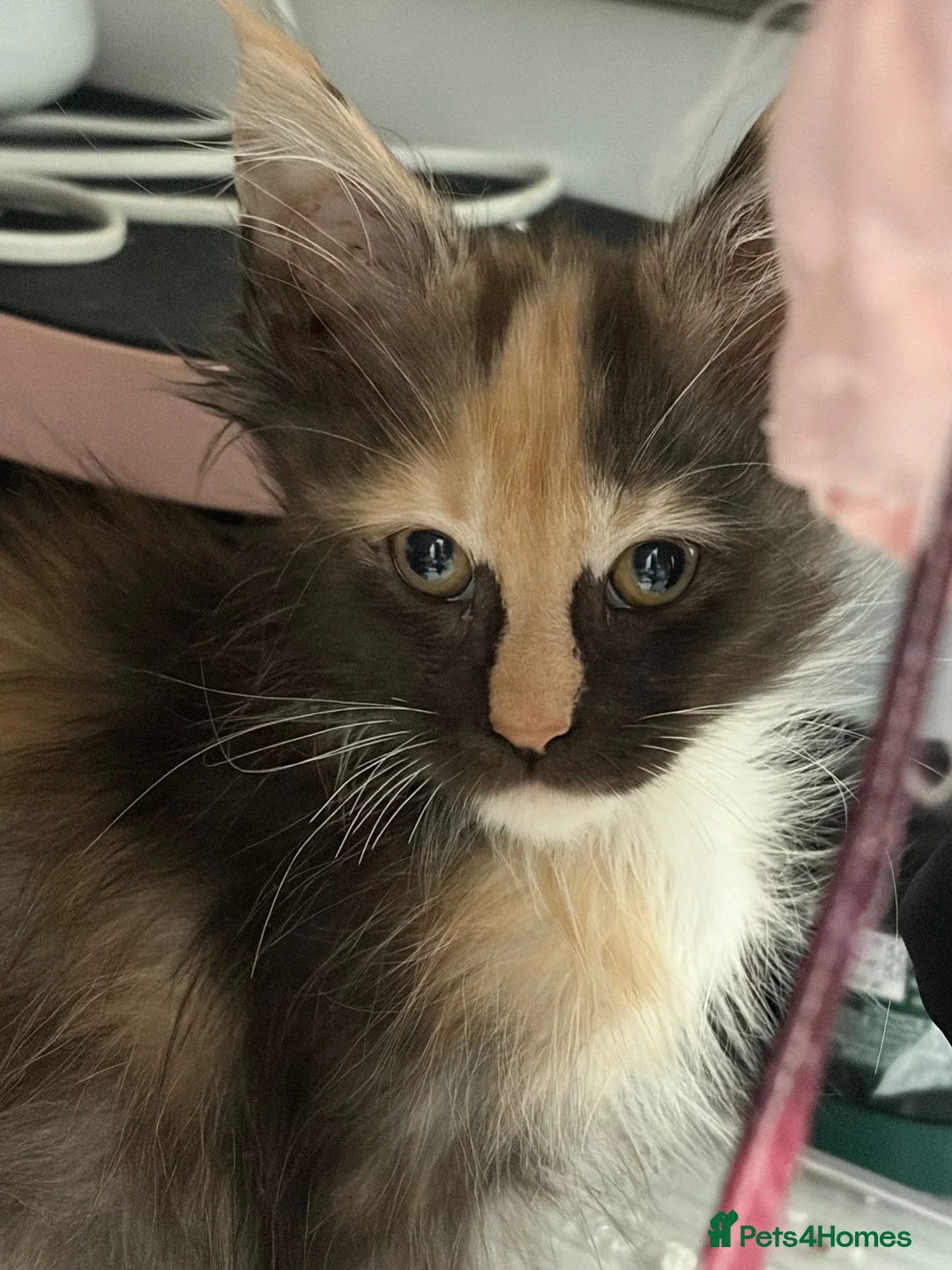 Maine Coon cats for sale: Gorgeous XL Russian line Maine Coon Kittens - Advert 1