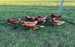 Chickens poultry for sale: LAYING HENS - Image 2