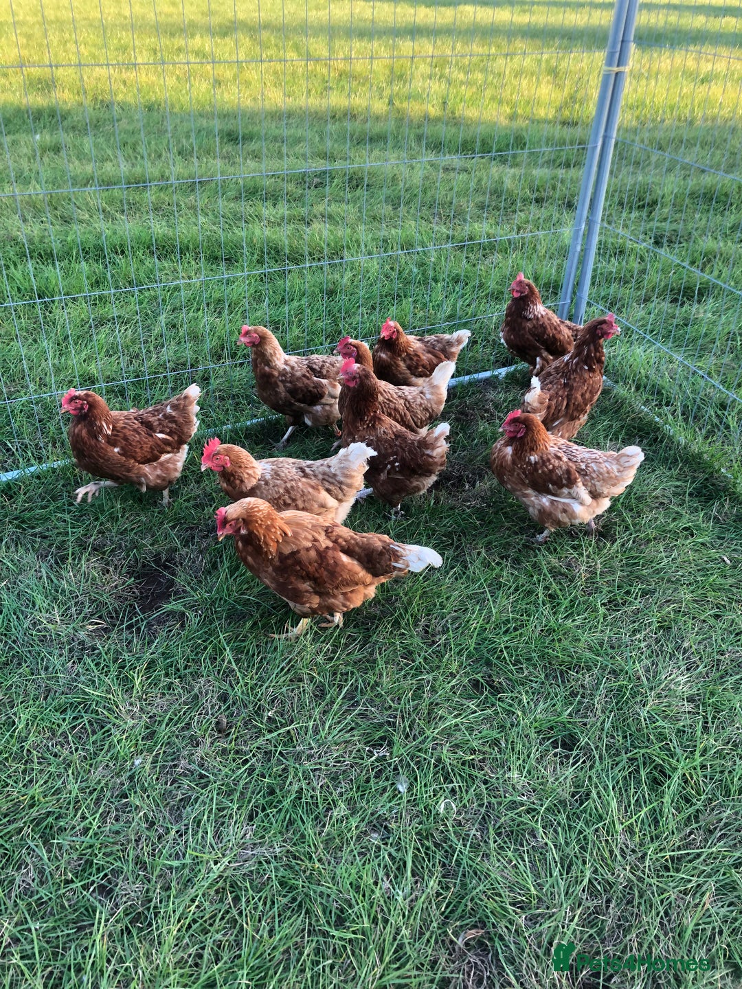 Chickens poultry for sale: LAYING HENS - Image 2