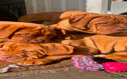 Dogue De Bordeaux dogs for sale: FULL PEDIGREE 🦁 Dogue de Bordeaux pups ( French ) - Image 11