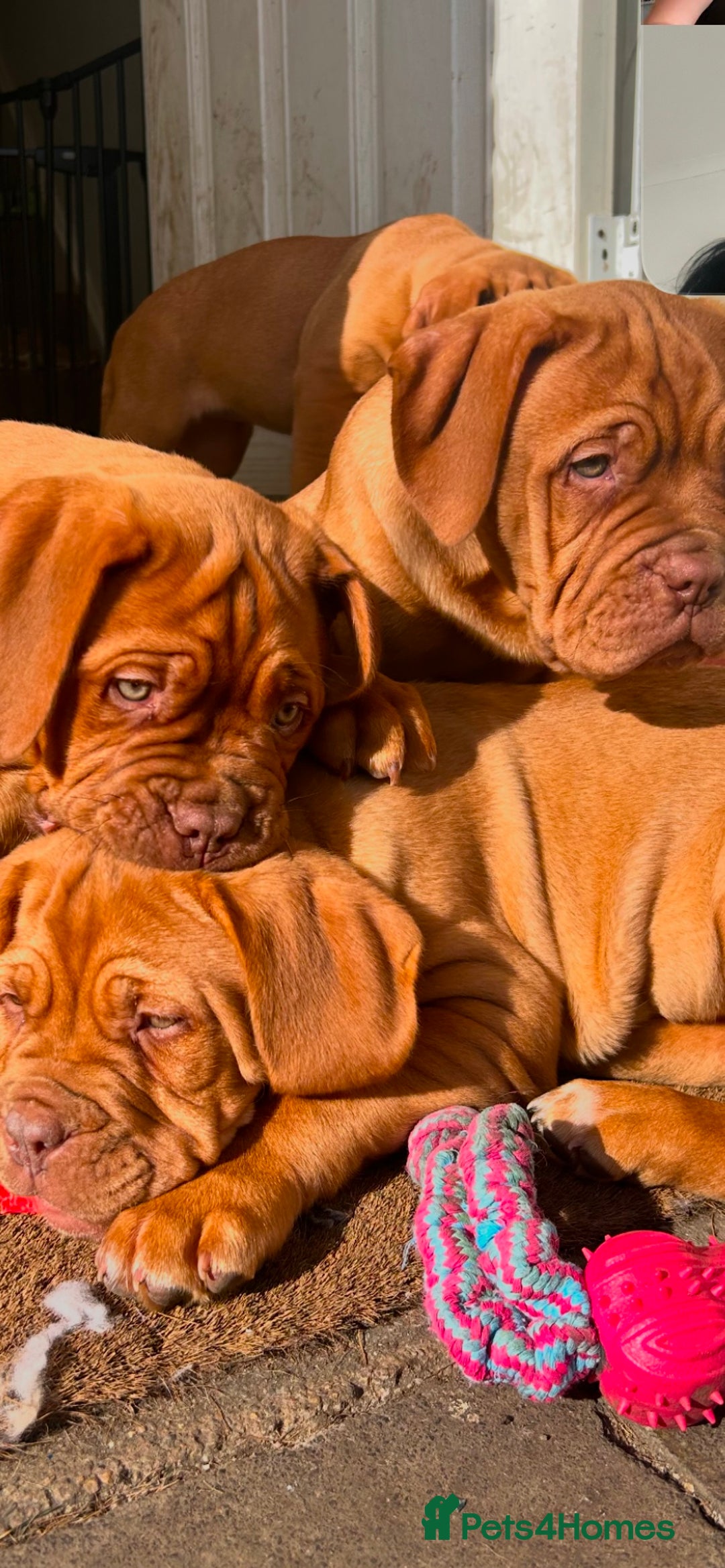 Dogue De Bordeaux dogs for sale: FULL PEDIGREE 🦁 Dogue de Bordeaux pups ( French ) - Image 11