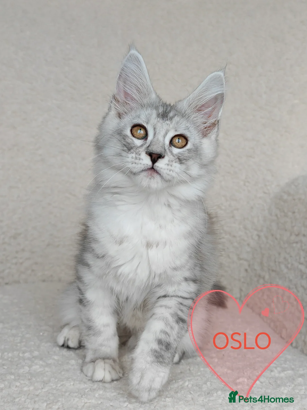 Maine Coon cats for sale: Full pedigree Maine Coon kittens - Advert 9