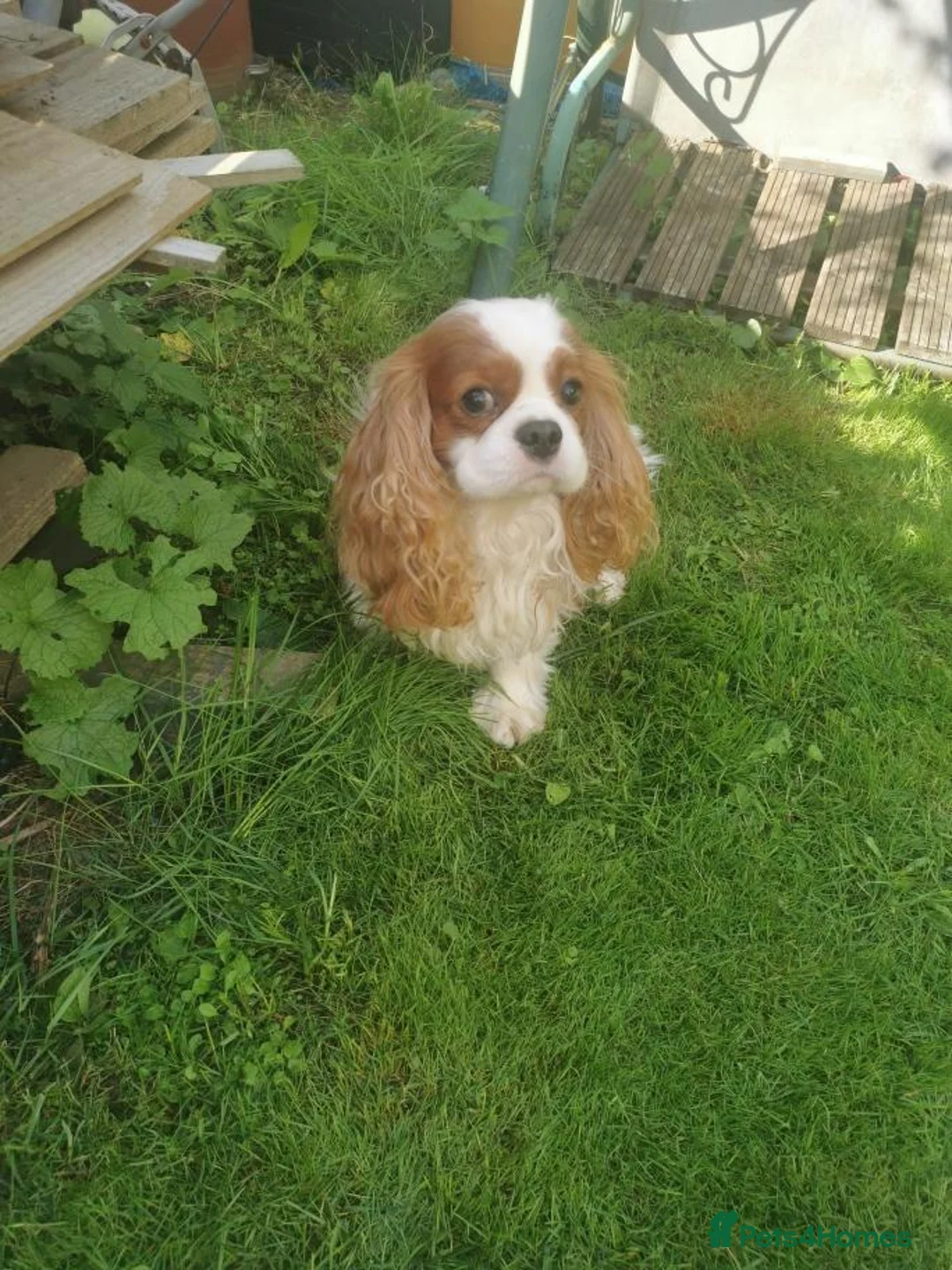 Cavalier King Charles Spaniel dogs for sale: Blenheim boy with stud potential - Advert 1