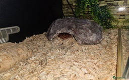 Corn Snake reptiles for sale: Corn snake Bolton area - Image 2